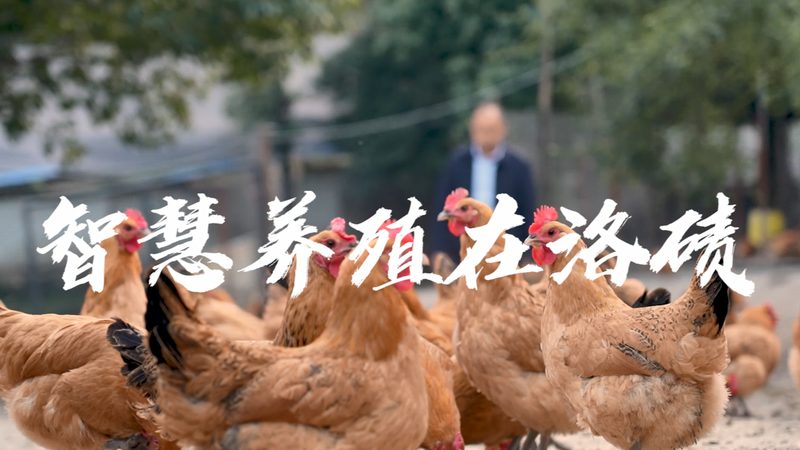 国产分子生物学试剂：如何选择合适的产品？**